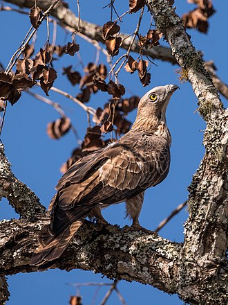 Oriental or Crested Honey Buzzard (Pernis ptilorhynchus)