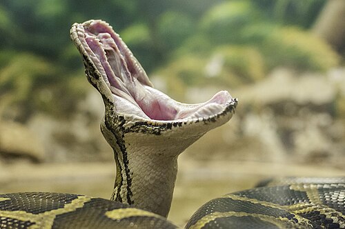 Serpiente en el parque de Jaraguá