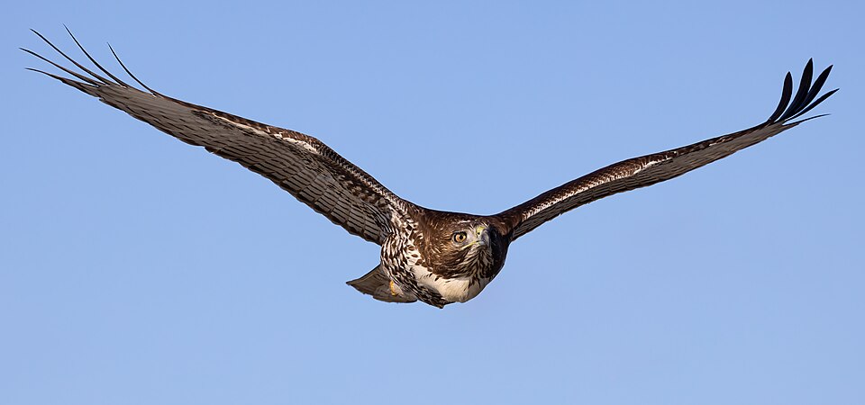 Red-tailed Hawk (Buteo jamaicensis), juvenile in flight at the Llano Seco Unit of the Sacramento National Wildlife Refuge Complex in Butte County, California